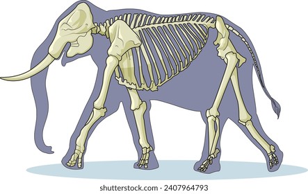 A elephant skeleton vector illustration