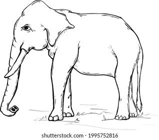 Elephant sketch. Animal hand drawn