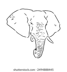 Elephant sketch hand drawn in doodle style Vector illustration Wild animals