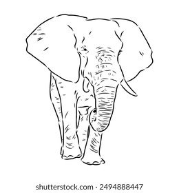 Elephant sketch hand drawn in doodle style Vector illustration Wild animals