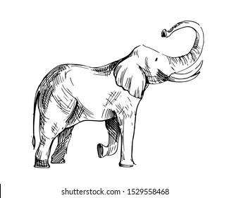 Elephant sketch. Hand drawn illustration converted to vector. Outline isolated on white background