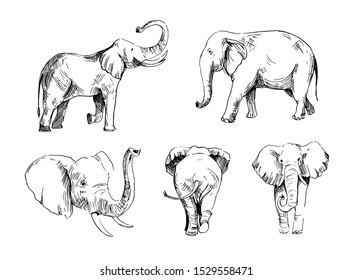 Elephant sketch. Hand drawn illustration converted to vector. Outline isolated on white background