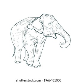 Elephant sketch. Elephant on a white background illustration