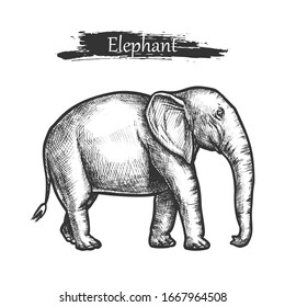 Elephant sketch wild animal, hand drawn vector illustration. African jungle elephant in pencil sketch and line hatching, savanna wildlife and zoo animal monochrome engraving