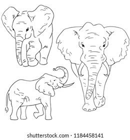 Elephant sketches on white background. Set of sketching animals drawn by freehand.