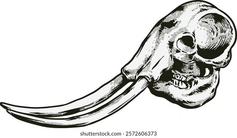 Elephant Skull Digital Hand drawn Line art Sketch Vector illustration black and white