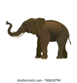 Elephant stands with a raised trunk. Vector illustration isolated on the white background