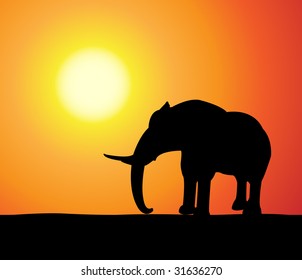 elephant at sunset, vector illustration