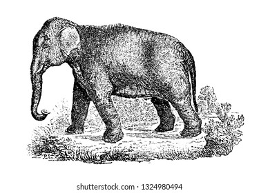 Elephant that has no joints, and that for that reason... Infernal Dictionnary 1863.