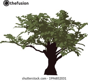 elephant tree vector illustration. from the eight desert plants. everything on layer and well organized.