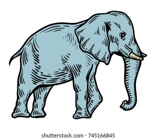 Elephant. Tropical exotic animal hand drawn vector illustration. Engraved mammal elephant.