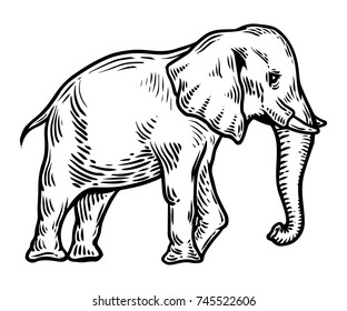 Elephant. Tropical exotic animal hand drawn vector illustration. Engraved mammal elephant.