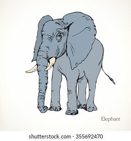 Elephant, vector animal