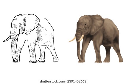 Imagen de la página de coloreado del vector del elefante. Vector elefante. Esbozo elefante