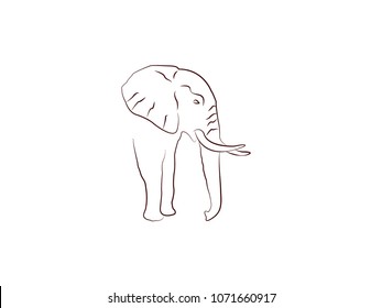 Elephant Vector design