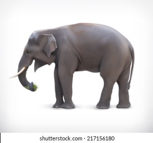 Elephant, vector illustration