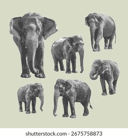 Elephant, elephant vector, elephant illustration, line drawing on beige background.