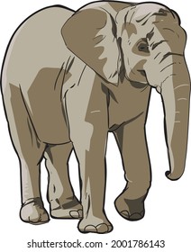 Vector elefante, diversos diseños e ilustraciones.