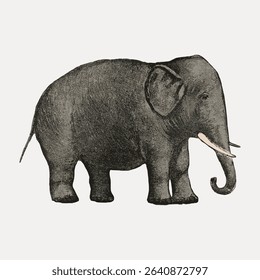 Elephant, vintage animal illustration, vector element.