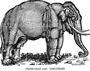 Elephant Vintage Engraved Illustration Drawing Stock Vector (Royalty ...