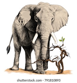elephant walking in the desert branch sketch vector graphics color picture