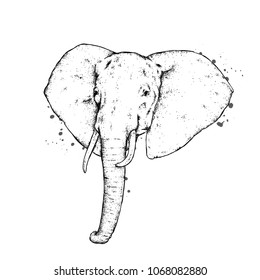 An elephant. Wild animal, africa and safari.
