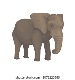 Elephant wild safari animal vector Illustration on a white background