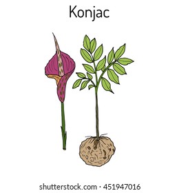 Elephant Yam or Konjac, konnyaku potato, devil's tongue, voodoo lily, snake palm. Medicinal plant. Hand drawn botanical vector illustration