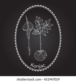 Elephant Yam or Konjac, konnyaku potato, devil's tongue, voodoo lily, snake palm. Medicinal plant. Hand drawn botanical vector illustration