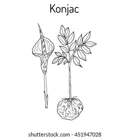Elephant Yam or Konjac, konnyaku potato, devil's tongue, voodoo lily, snake palm. Medicinal plant. Hand drawn botanical vector illustration