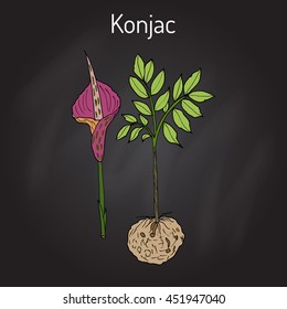 Elephant Yam or Konjac, konnyaku potato, devil's tongue, voodoo lily, snake palm. Medicinal plant. Hand drawn botanical vector illustration