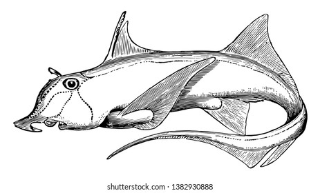 Elephantfish is a species of fish in the Chimaeriformes order of chimaeras, vintage line drawing or engraving illustration.