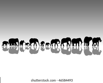 elephants