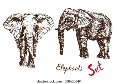 Elephants couple standing, with inscription, hand drawn doodle, sketch in pop art style, vector set illustration