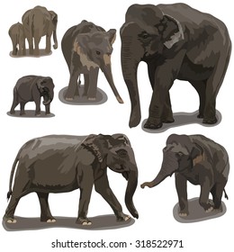 Elephants in Different Poses