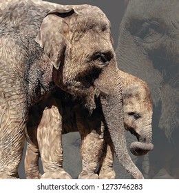 Elephants in geometric style