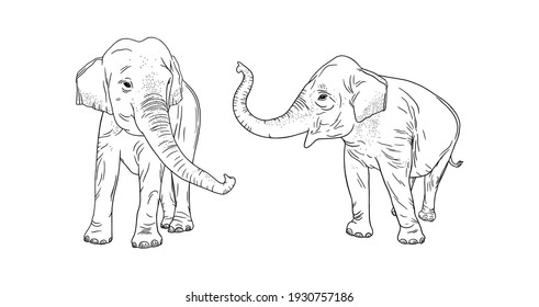 Elephants isolated on white background. Realistic elephant family. Sketch vector illustration