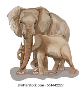Elephants on a white background.Vector illustration.