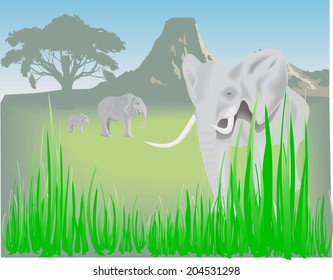 Elephants in savanna.