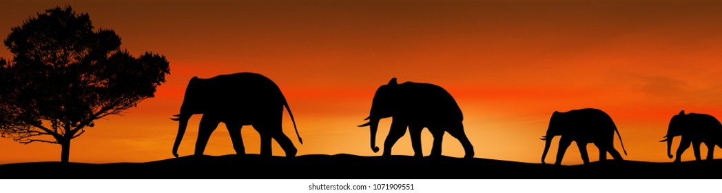 Elephants silhouette and tree in the savannah on beautiful on sunset, vector illustration