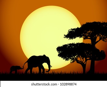 Elephants at sunset