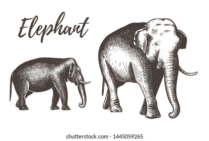 Elephants vector illustration. Adult and baby elephant. Elephants hand drawing