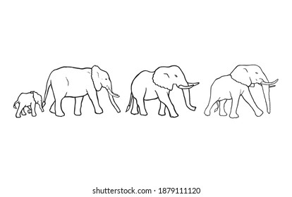 Elephants walking together in a group hand drawn set graphic. Big mammals exploring safari and nature. Animal family on the trip somewhere vector illustration. Jungle wildlife original outline sketch.