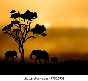 Elephants in the wild