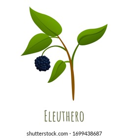 Eleuthero herb icon. Cartoon of eleuthero herb vector icon for web design isolated on white background