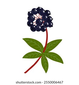 Eleuthero or Siberian ginseng,devil's bush, taiga root, vector drawing wild plant with black berries at white background, floral element, medicinal herb, hand drawn botanical illustration