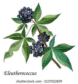 Eleutherococcus branch with black berries, vector illustration of medicinal plant.