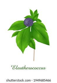 Eleutherococcus plant, green grasses herbs and plants collection, realistic vector illustration