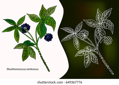 Eleutherococcus senticosus. Hand drawn vector illustration. Ink herbal illustration.