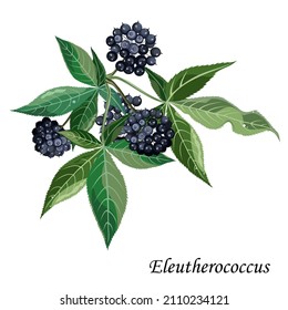 Eleutherococcus senticosus medicinal plant with black berries and leaves, vector illustration.